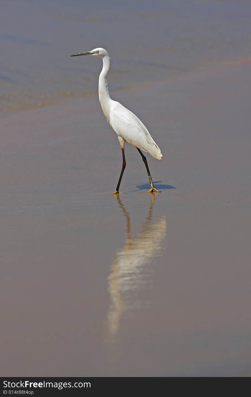 Little Egret on a beach III