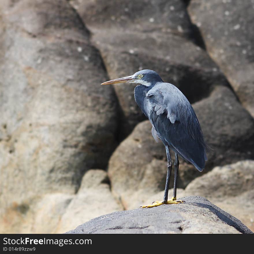 Grey heron on a rock