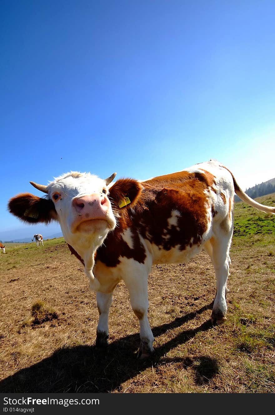 Cow