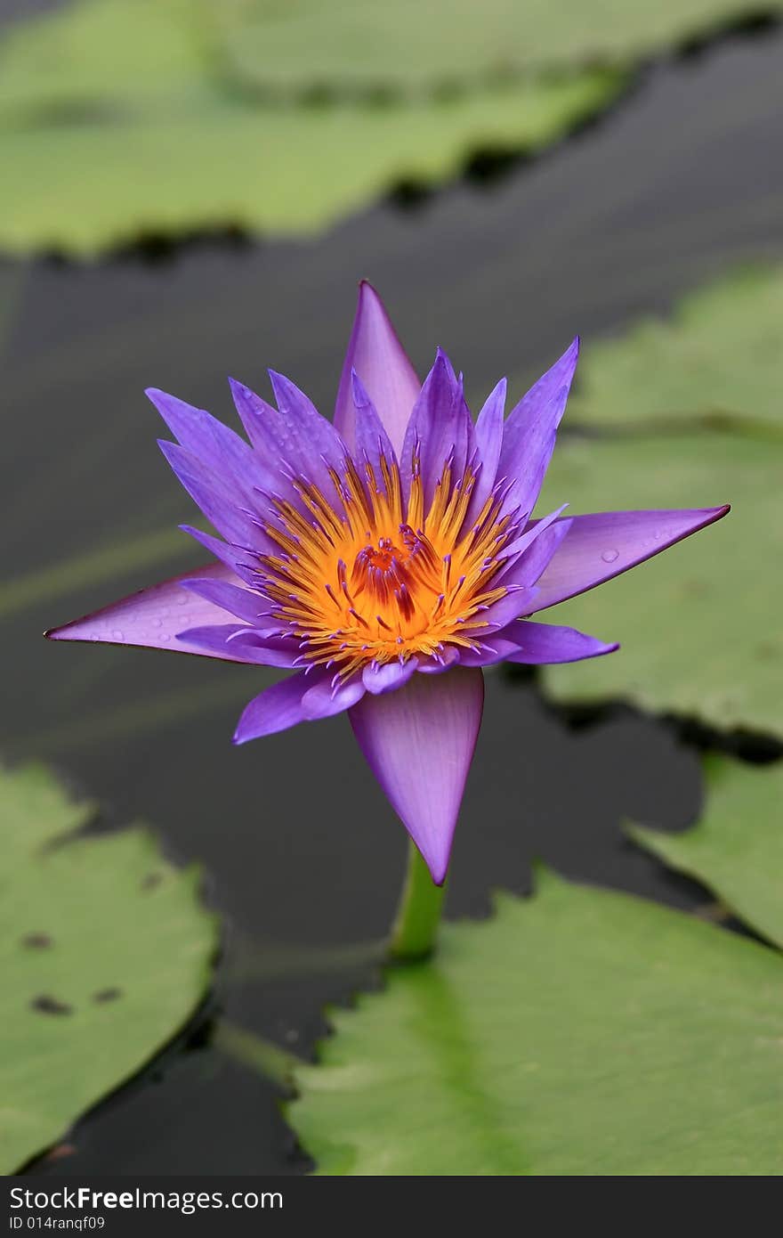 Lotus flower at a lake