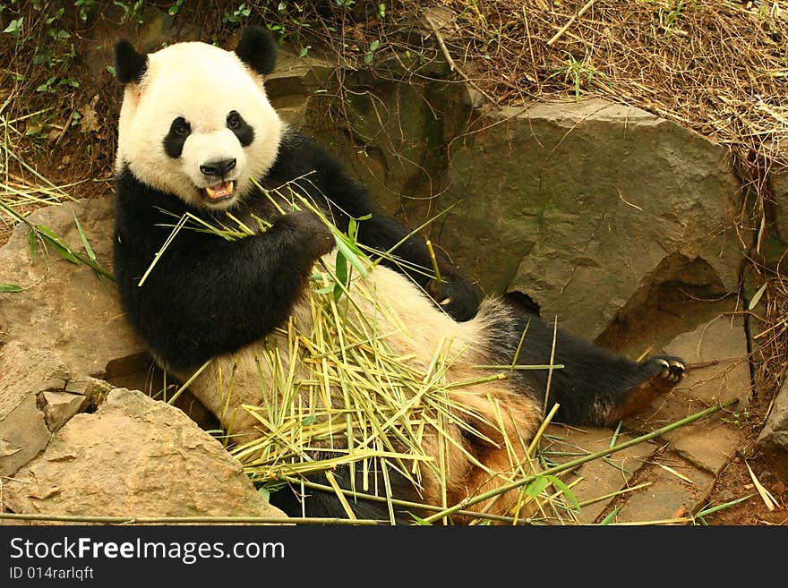 The panda  Hangzhou, zoo, bottle feeding
of the mastication. The panda  Hangzhou, zoo, bottle feeding
of the mastication