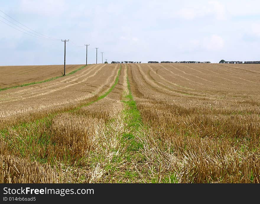 Corn field with stubble after harvesting crossed by a line of electricity poles.