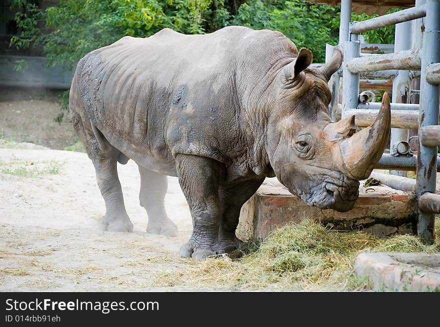 Old rhinoceros has approached to a fence