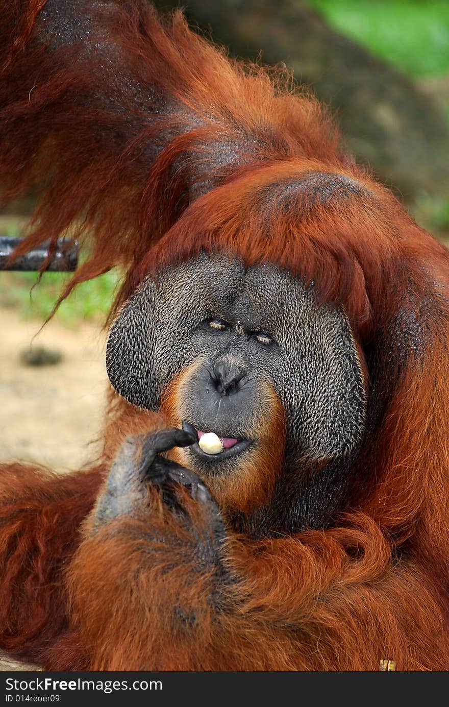 A large mainly solitary arboreal ape with long reddish hair, long arms, and hooked hands and feet, native to Borneo and Sumatra. The mature male develops fleshy cheek pads and a throat pouch. Pongo pygmaeus, family Pongidae. A large mainly solitary arboreal ape with long reddish hair, long arms, and hooked hands and feet, native to Borneo and Sumatra. The mature male develops fleshy cheek pads and a throat pouch. Pongo pygmaeus, family Pongidae.