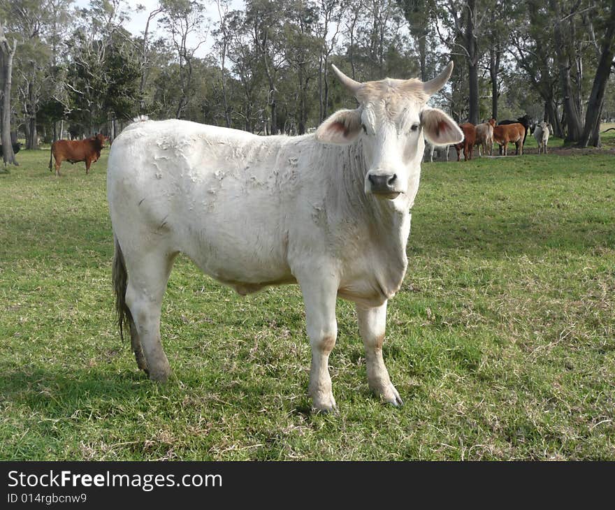 A beautiful white cow with horns coming over to the fence to see what we are looking at. The others didn't take any notice and weren't close enough to photograph. A beautiful white cow with horns coming over to the fence to see what we are looking at. The others didn't take any notice and weren't close enough to photograph.