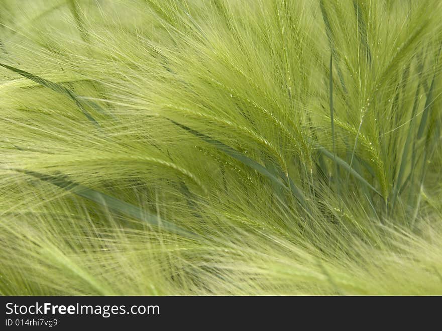 Green grass close up background