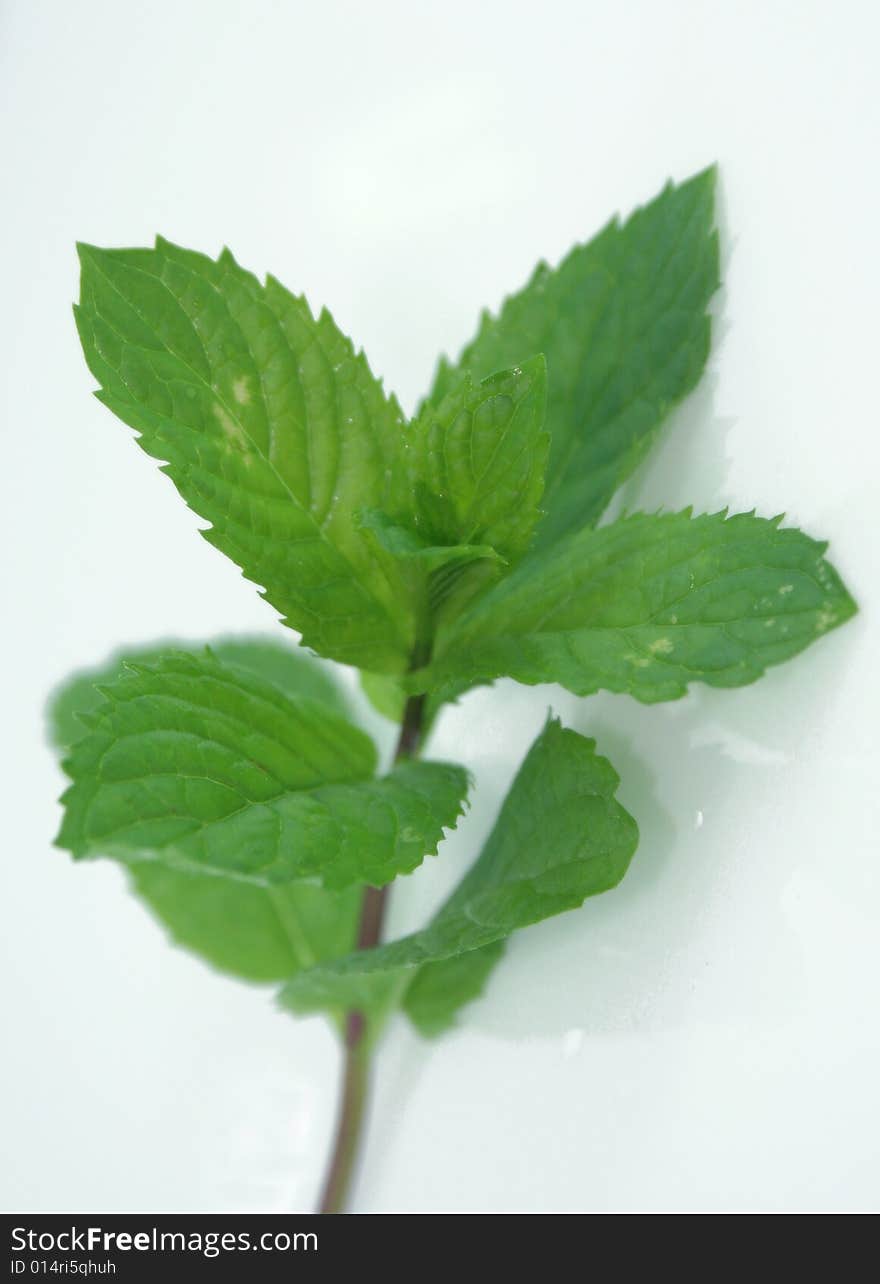 Mintin closeup and white isolation - mentha