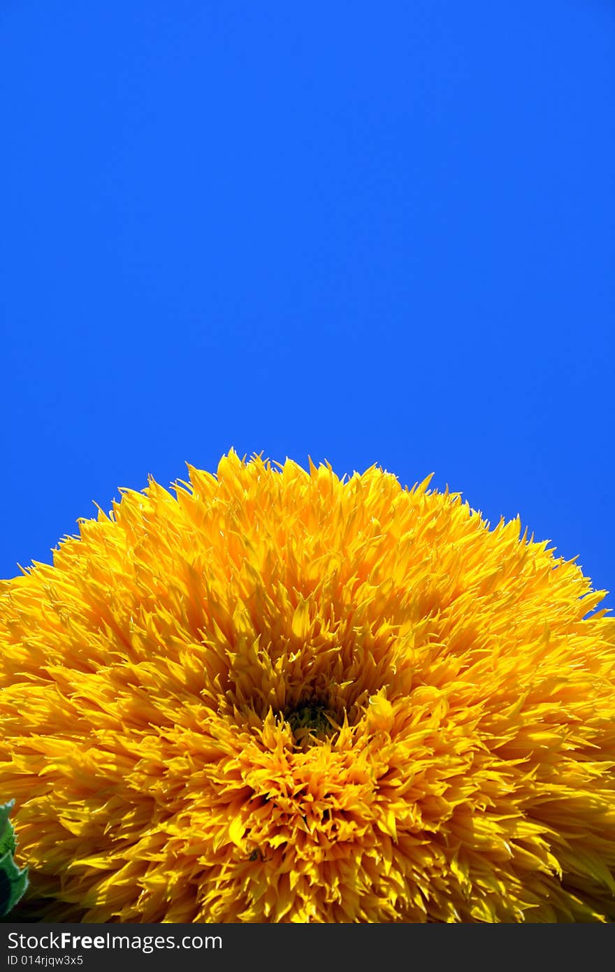 Decorative Sunflower