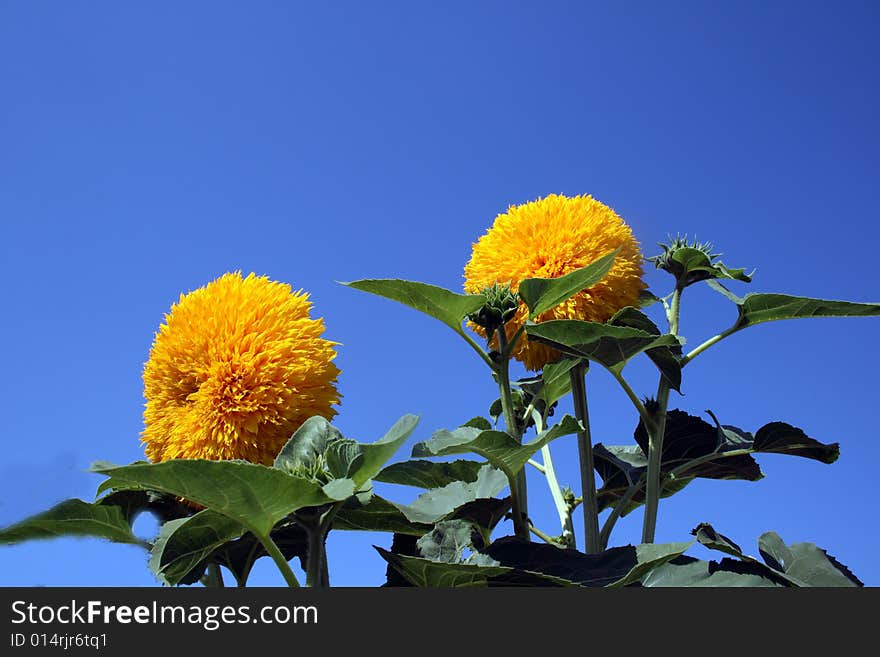 Decorative Sunflower