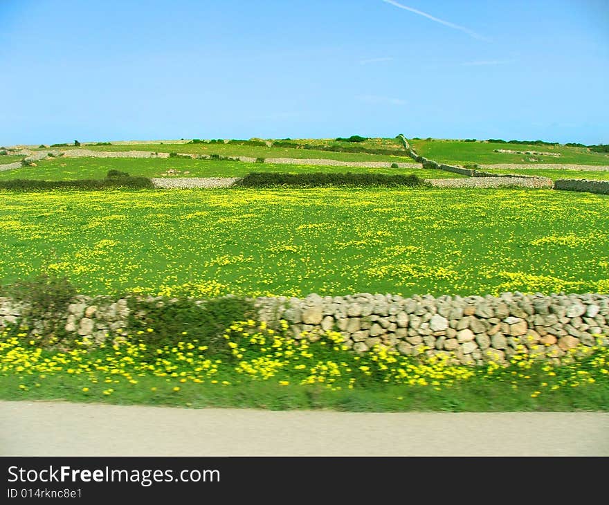 Green meadow with yellow flowers in the spring. Green meadow with yellow flowers in the spring