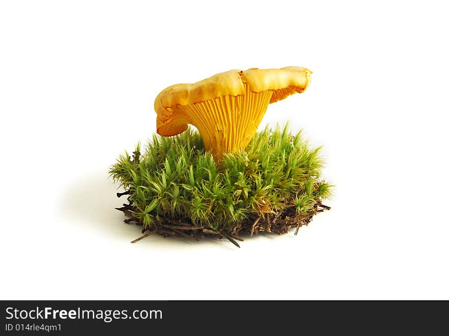 Chanterelle In The Sphagnum