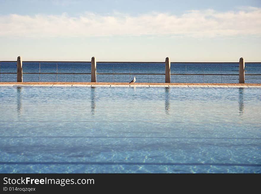 Calm coastal public pool with seagull