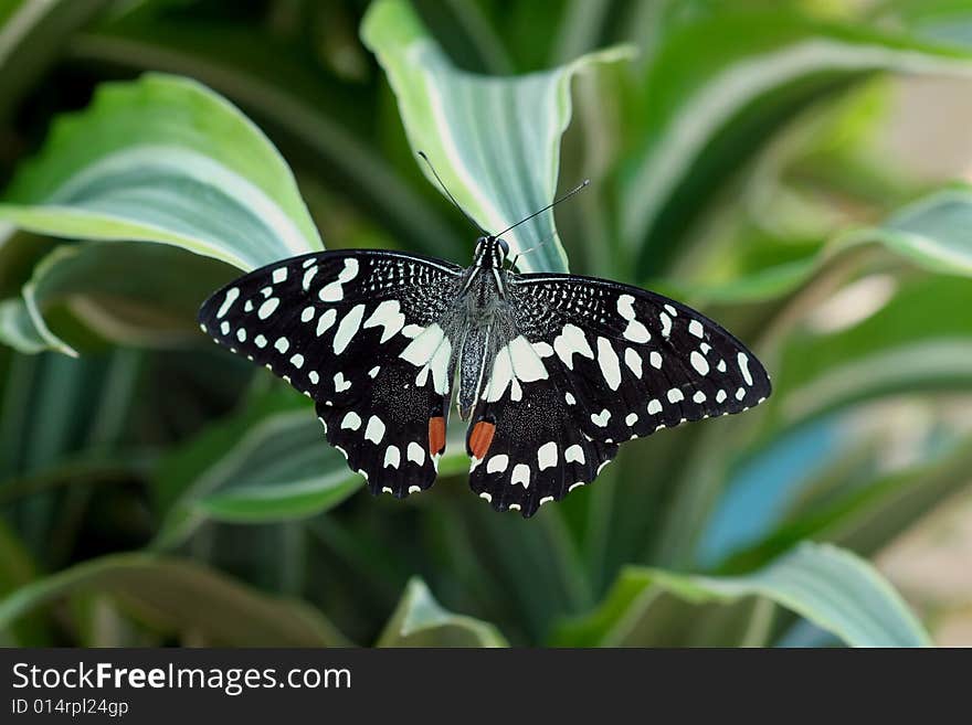 Papilio Demoleus (butterfly)