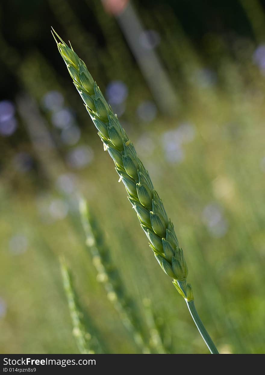 Green ear in the sunshine day