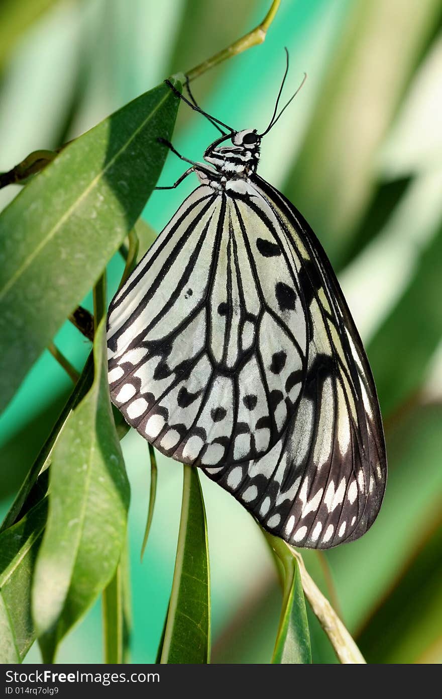 Idea leuconoe (butterfly)