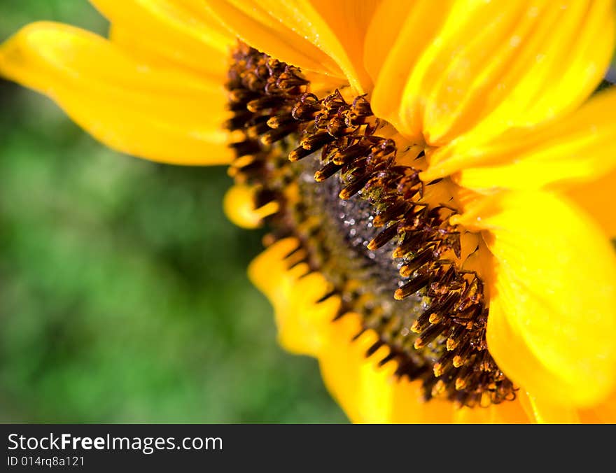 Yellow sunflowers in the garden