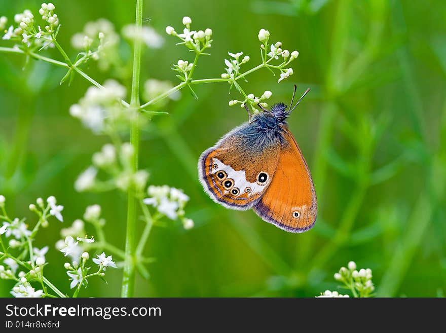 Coenonympha Hero (butterfly)