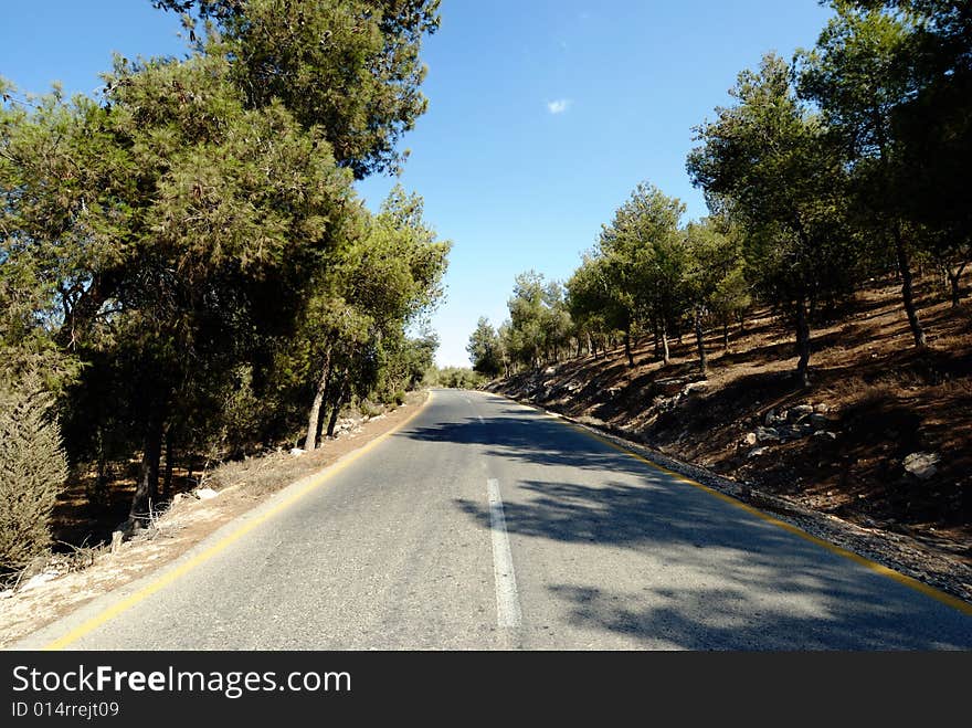 Road among trees  in wide perspective. Road among trees  in wide perspective