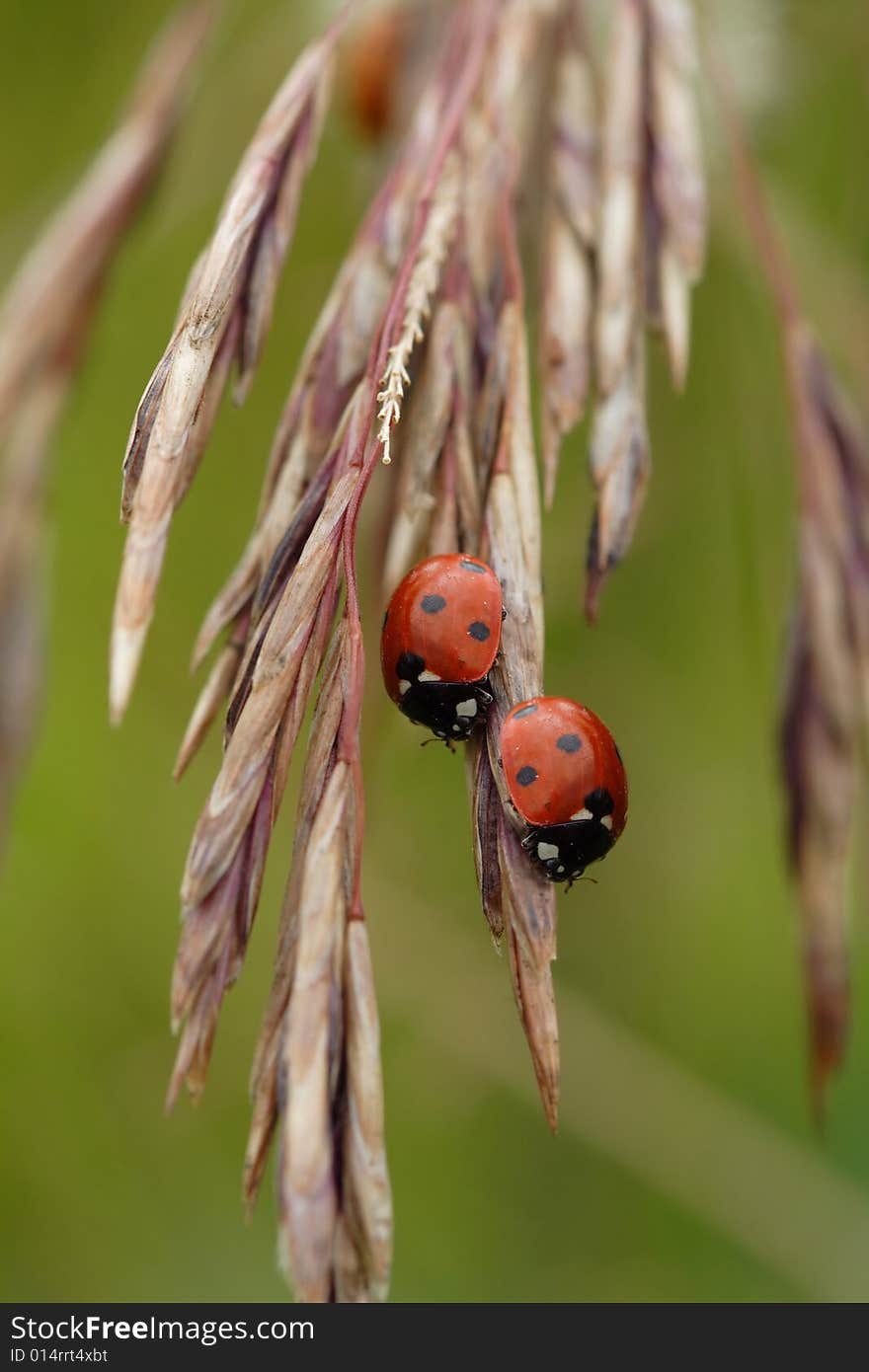 Ladybug on ear