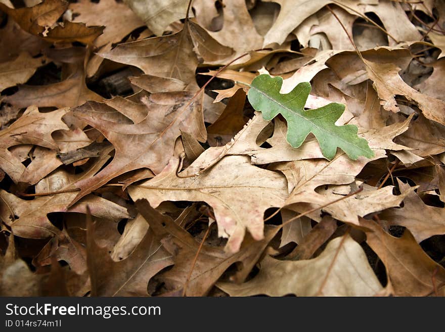 Single green oak tree leaf on autumn foliage - landscape exterior