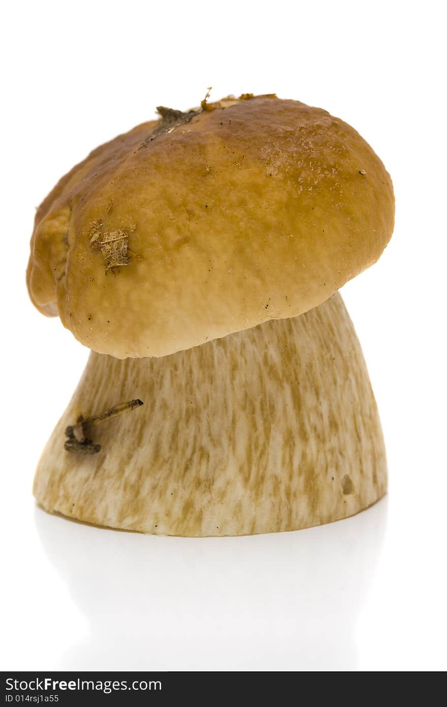 Boletus Edulis