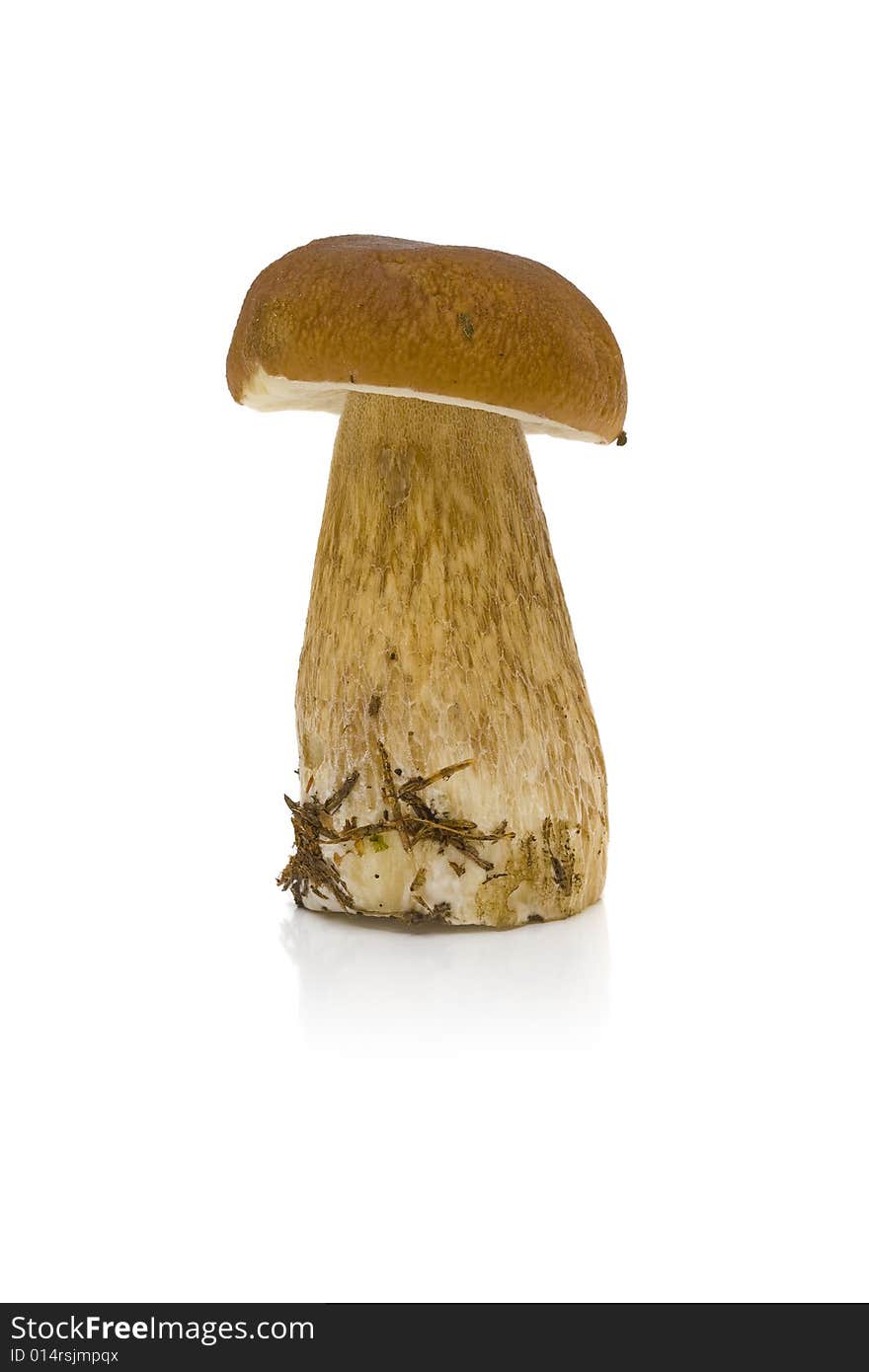 Boletus edulis