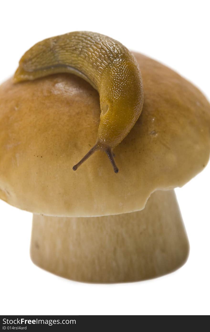 The snail creeps on a cep hat. The snail creeps on a cep hat