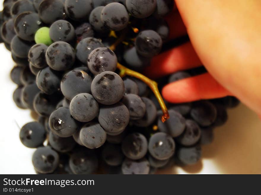 Black grapes and hand details. sweet wine grapes on a white background.