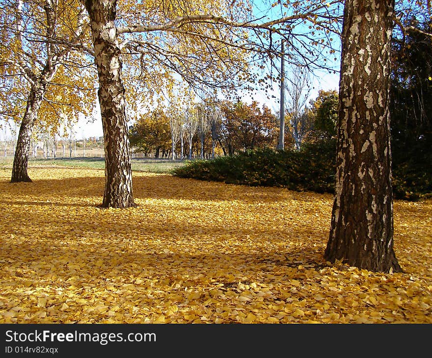 Yellow abscissed birch leaves autumn. Yellow abscissed birch leaves autumn