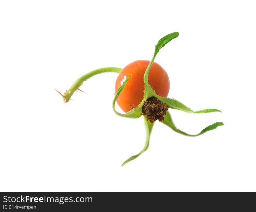 Berry of a dogrose on white background.