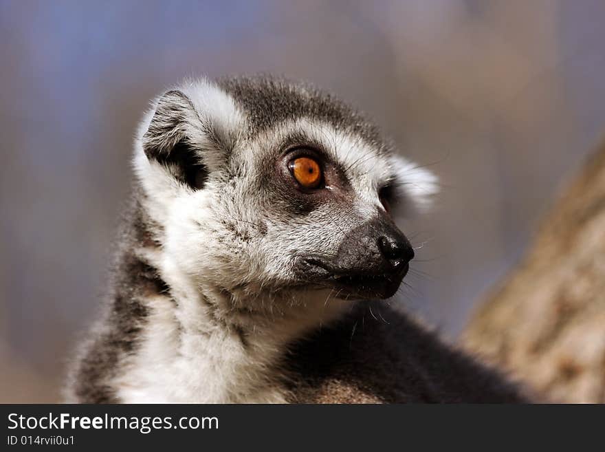 Lemur katas potrtait in the zoo in sunlight. Lemur katas potrtait in the zoo in sunlight