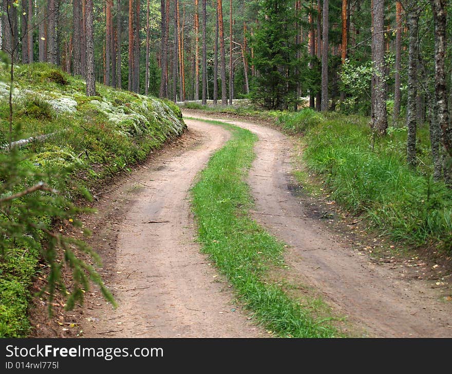 Road and trees in forest