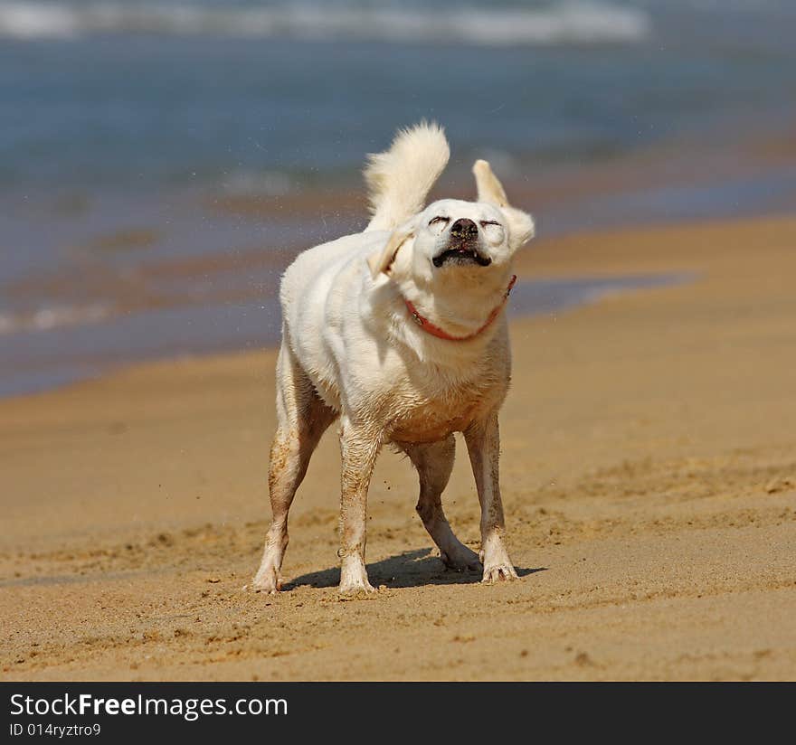 Dog shaking off on the beach