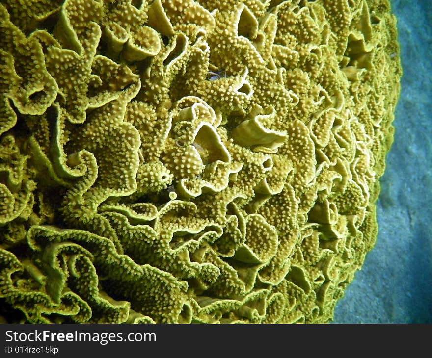 close up of corral in the red sea. close up of corral in the red sea