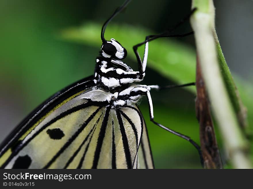 A close up of a Rice paper butterfly