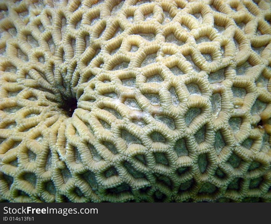 red sea coral close up