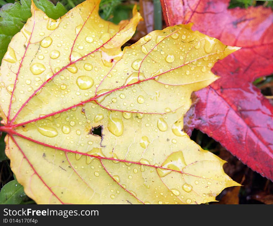 Fallen autumn leaves rich in color. Fallen autumn leaves rich in color