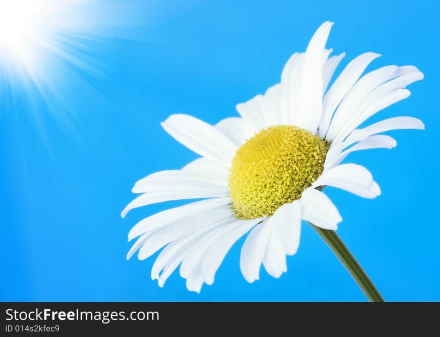 Chamomile on blue sky background. Chamomile on blue sky background