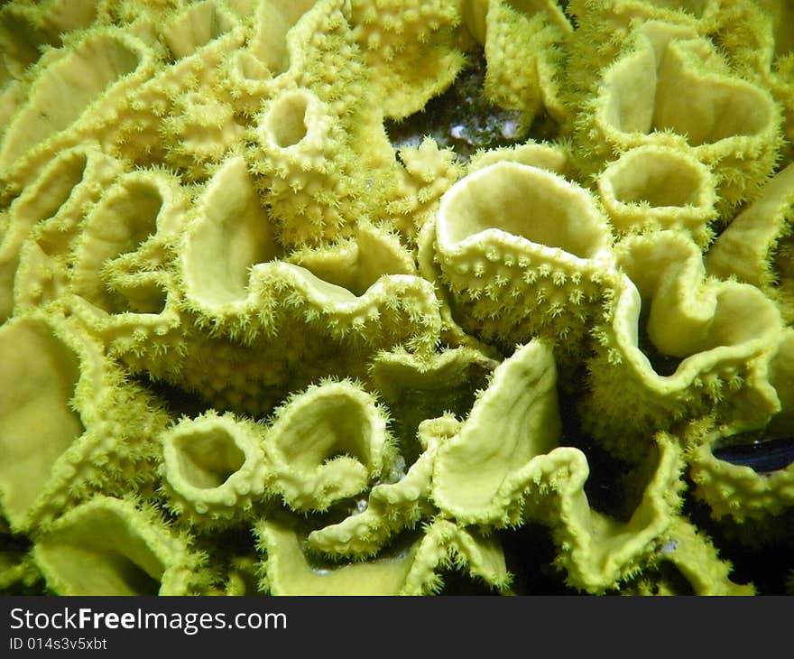 A macro picture of a coral. A macro picture of a coral
