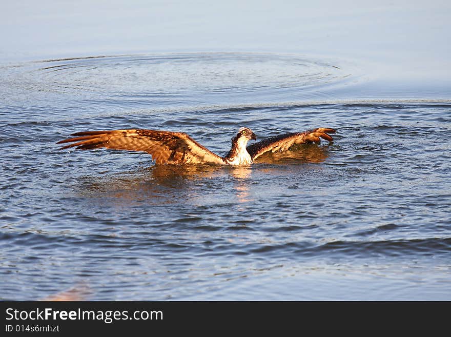 Osprey Fishing