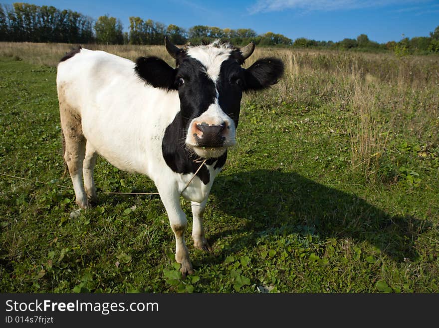 Nice cow on a meadow. Nice cow on a meadow