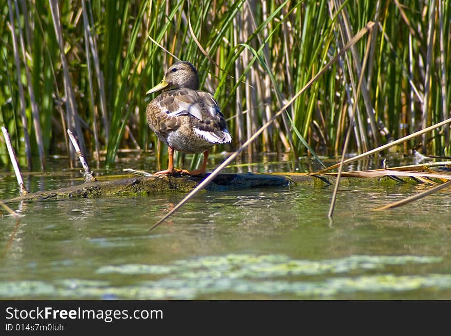 Beautiful bird in a reed in Hungary. Beautiful bird in a reed in Hungary