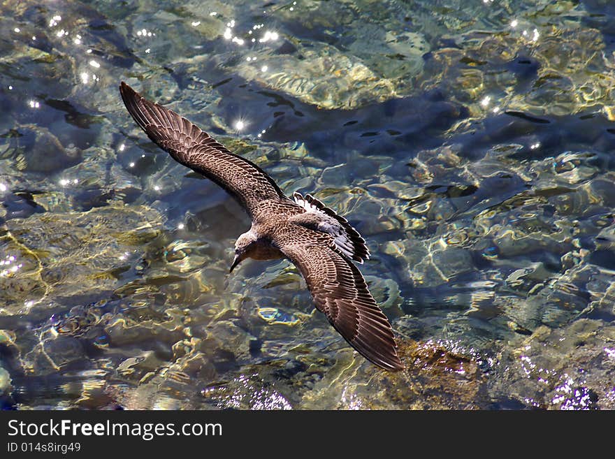 Flying seagull