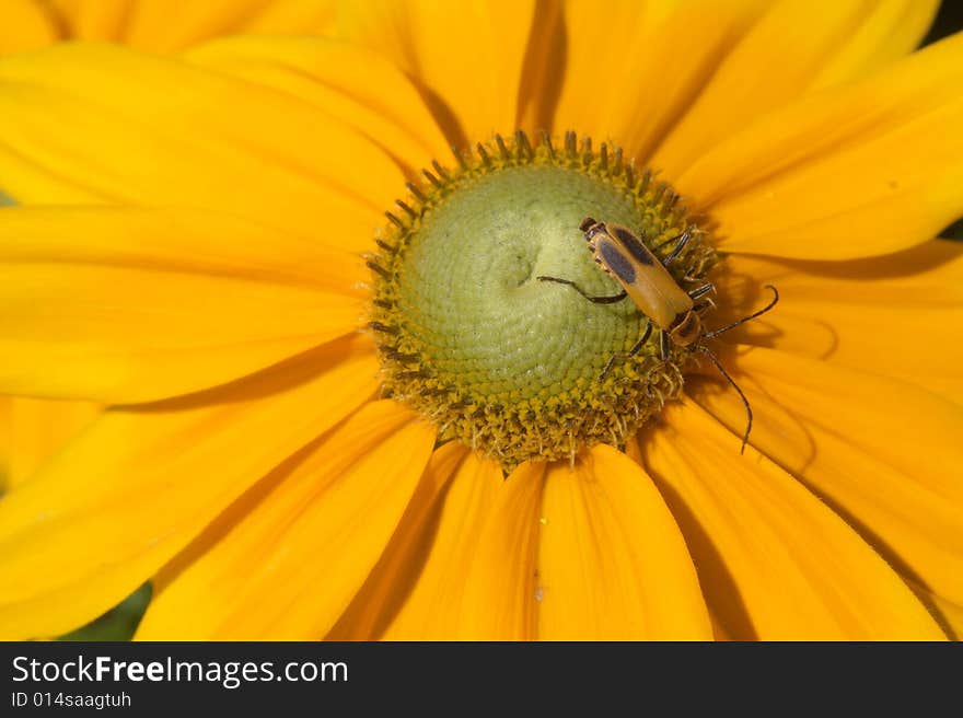 Yellow bug in yellow flower