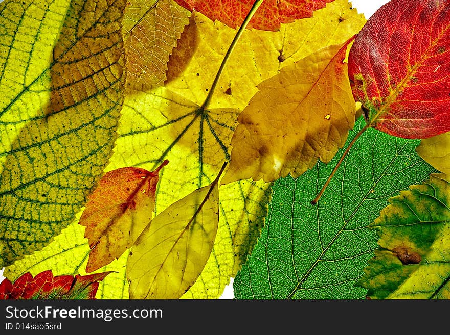 Background from colorful fallen leaves. Background from colorful fallen leaves