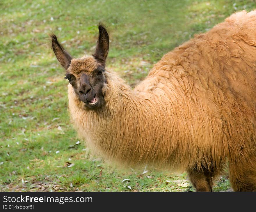 A llama chewing grass looks like he is talking. A llama chewing grass looks like he is talking.