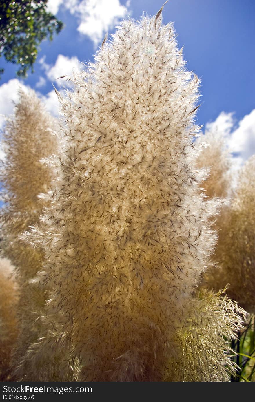 Papas grass seed head against a blue sky with white clouds.