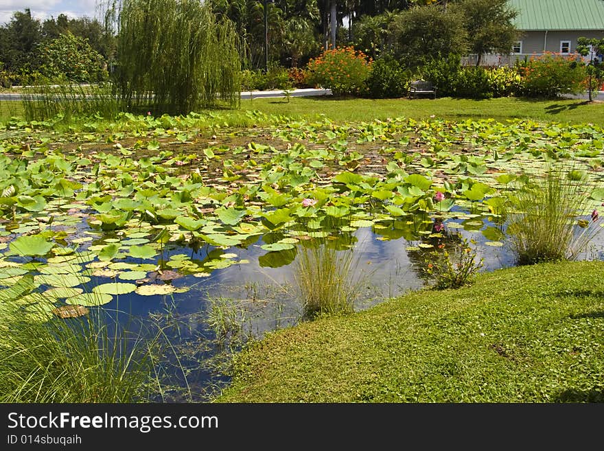 Lily pond at Palma Sola Botanical Garden in Bradenton, Florida.