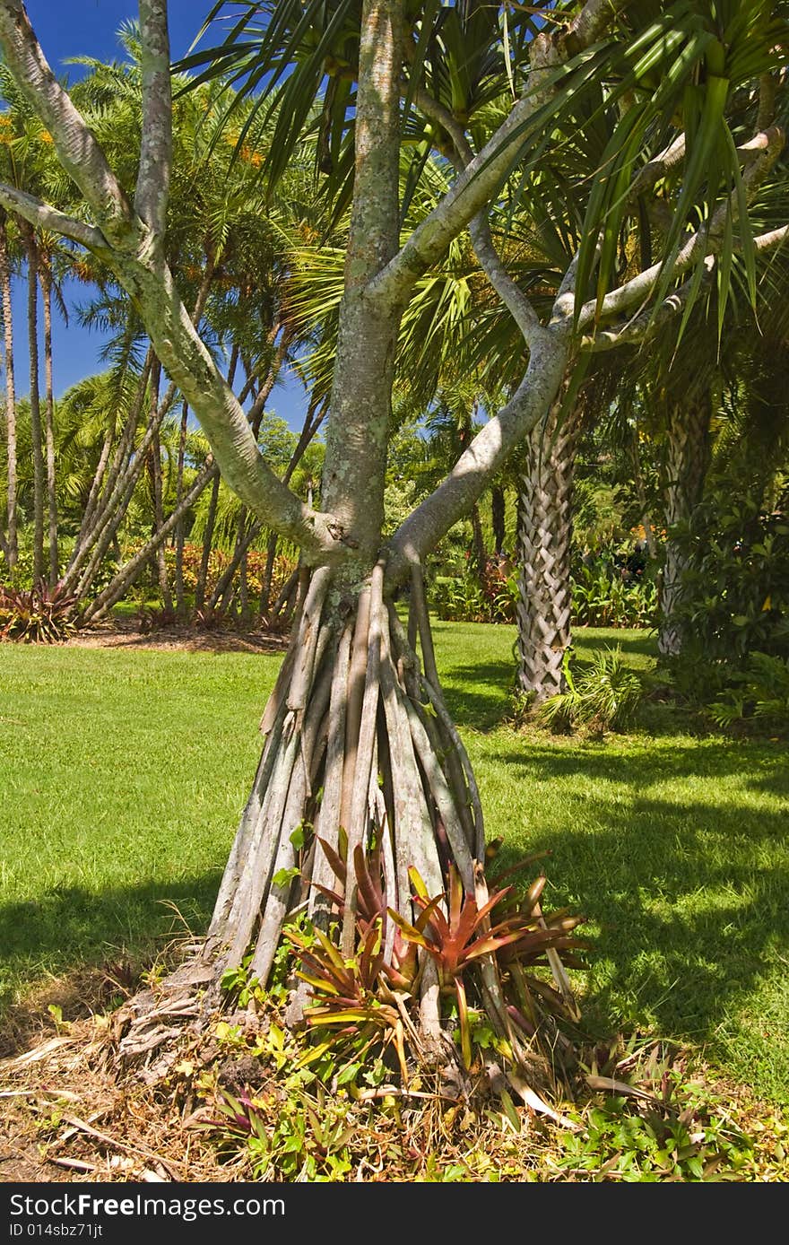 Beautiful trees at the Palma Sola Botanical Garden in Bradenton, Florida. Beautiful trees at the Palma Sola Botanical Garden in Bradenton, Florida.