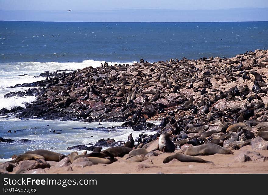 A group of seals in the colony of cape cross in namibia. A group of seals in the colony of cape cross in namibia